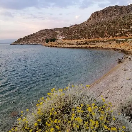 Oasis *
